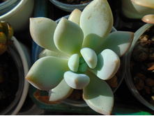 DSC08851.JPG ������ ������ - 150