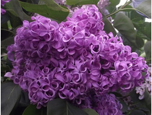 ������ �������� �������� �9.jpg