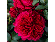 R377 ���� -4��.png