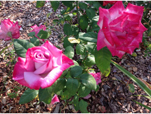 ��������   �/ �