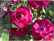 �������� ���