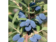 ��������� ������� ������ �9.jpg