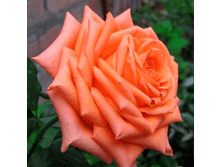 R343 ���������-1��.png