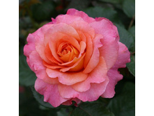 R005 ������� ����� -3��.jpeg