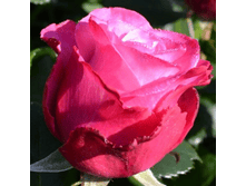 R100 ��� �����-1��.png