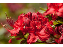 ����������� ����������� Crosswater Red