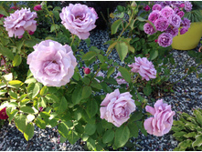 �������   ����������