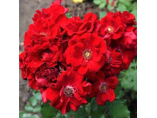 R262 ����� ������ -2��.jpg