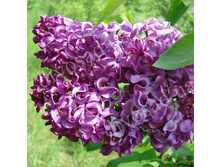 ������ ������������� �9.jpg