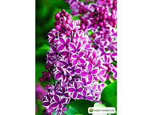 ������ �������� �9.jpg