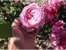 ������ �� ������  �������