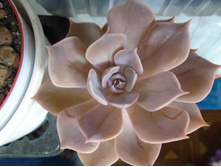 DSC08839.JPG ����� ���� - 150, 200