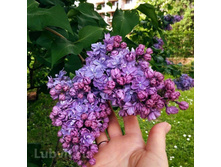 ������ ������ �9.jpg