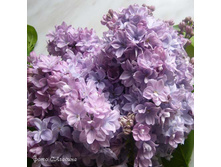 ������ ������ ����� �9.jpg