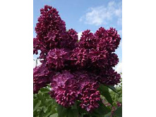 ������ ����� ������ �9.jpg