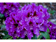 ����������� ��������� Rasputin