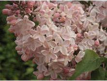 ������ ������� ���� �9.jpg