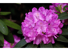 ����������� ��������� Hellekki