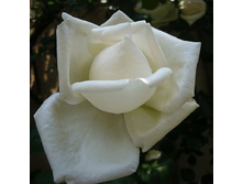 R335 ���-����� -6��.png