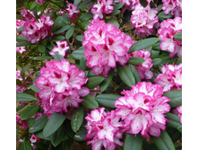 ����������� Hachmann's Charmant