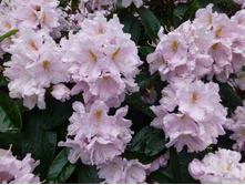 ����������� ��������� Dagmar