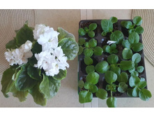 ����� �������(�����) - 50�-�����, 100�- � ��������