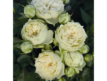 R064 ������� �����-7��.jpg