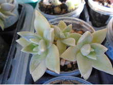 DSC08844.JPG ������� - 150