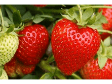 ��������� ����� �������, ������������� �������.png