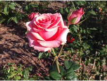 ���������   ��������