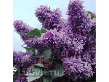 ������ ������� ������ �9.jpg