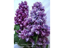 ������ ������� �������� �9.jpg