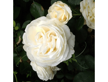 R093 ���� �� �����-5��.png