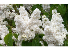 ������ ������ � ����������� �9.jpg