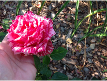 ���� ����   �/ �