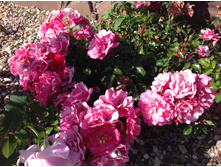 ����������  ��������������