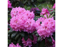 ����������� Helsinki University