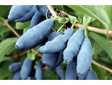 ��������� ��������� ������� �9.jpg