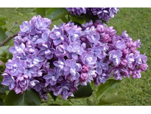 ������ ��� ��� �9.jpg