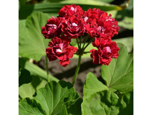 ���������� �����������,�������