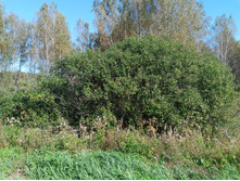 20240914 ������ ���������� 123318.jpg