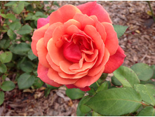 ������ ����