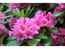 ����������� ������ Haaga