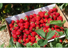 ��������� ��������� II, ������������ �������.jpg