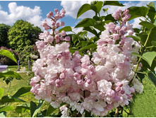 ������ ��������� ������ �9.jpg