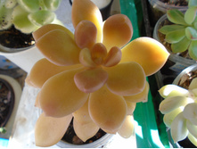 DSC08827.JPG ���������� ����� 150