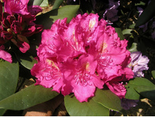 ����������� ��������� Pearce’s American Beauty