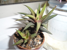 DSC08909.JPG �������� Rigida - 150