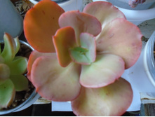 DSC08894.JPG �������� ����� - 150 (10��)