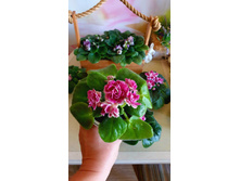 �������� �����,